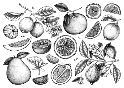 Citrus fruit hand drawn vector illustrations. Healthy food sketches. Summer design element. NOT AI generated